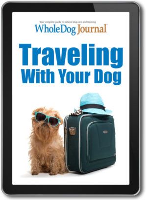 Traveling with your Dog