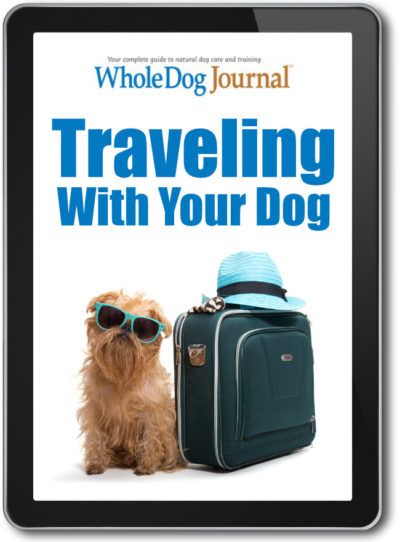 Traveling with your Dog