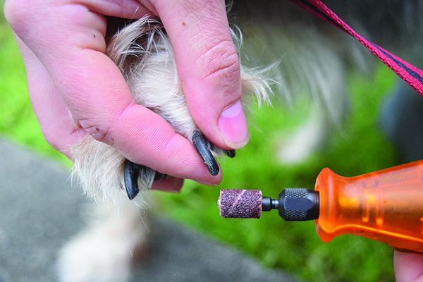 Petco Nail Trimming Services: Dog Nail Trims | Petco