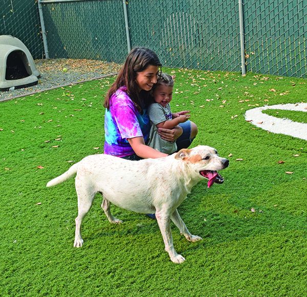 Adding a new dog to hot sale the family