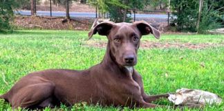 A dog's breed and background can be a mystery that can only be riddled out by a DNA test.