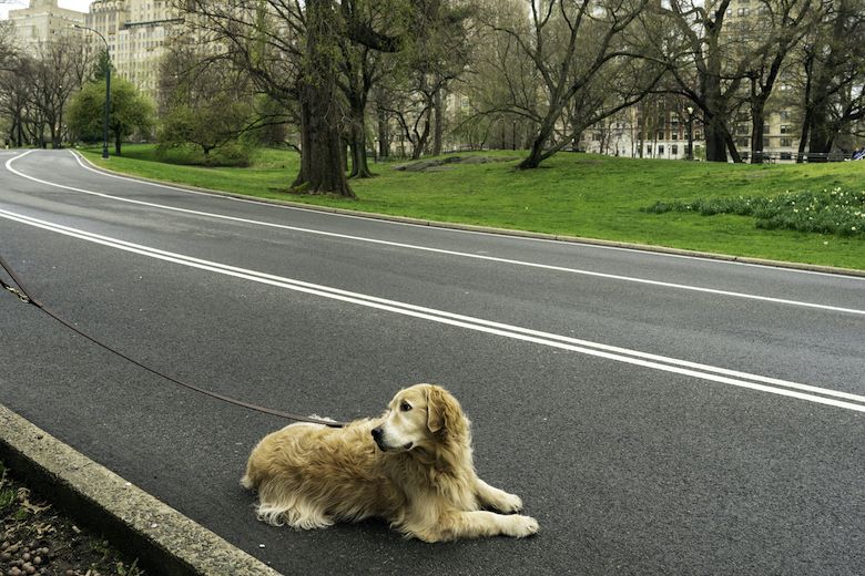 Toys/Treats Archives - Stubborn Dog, Novice Owner