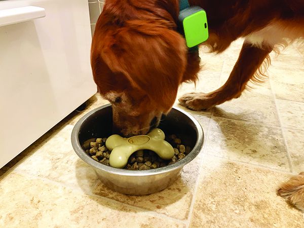 Savor The Flavor Slow Feeder Device Test Whole Dog Journal