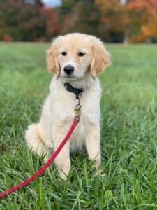 A Golden Retriever puppy sits calmly wearing a collar and leash