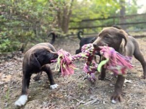 Two puppies who are littermates play tug-of-war with a rope toy