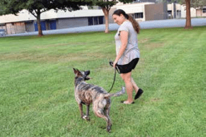 positive reinforcement dog training