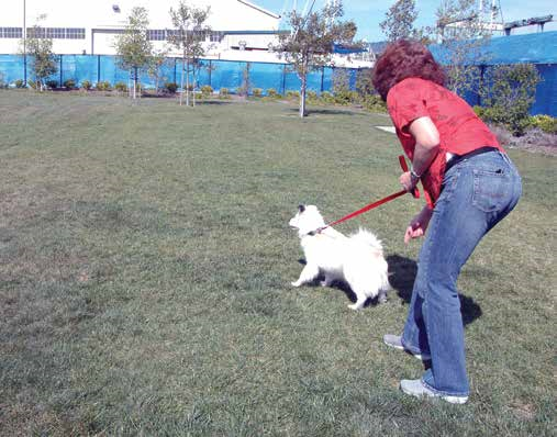 Savor The Flavor: Slow Feeder Device Test - Whole Dog Journal