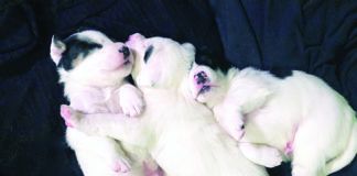 Adopted puppies are effectively being kidnapped from planet dog and thrust into an entirely new society.