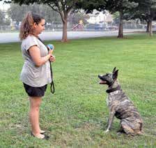 dog sitting for ball