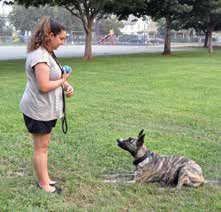 dog lying down for ball