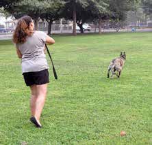 dog fetching ball