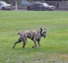 dog running away with ball