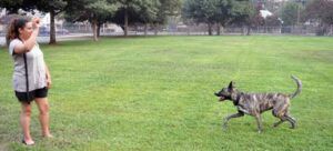 dog practicing recall with a ball