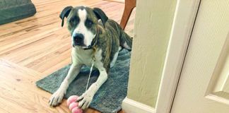 A dog tether used only for short term restraints can offer greater flexibility in training.