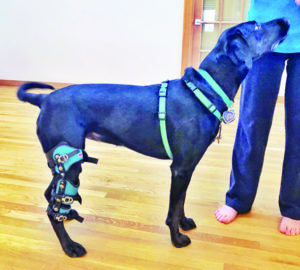 Dog Knee Braces: Do They Help and How Effective Are They? - toe beans