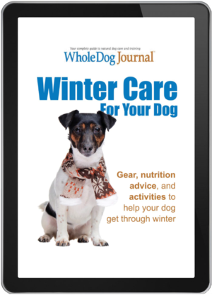 Winter Care for Your Dog
