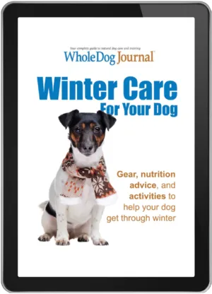 Winter Care for Your Dog