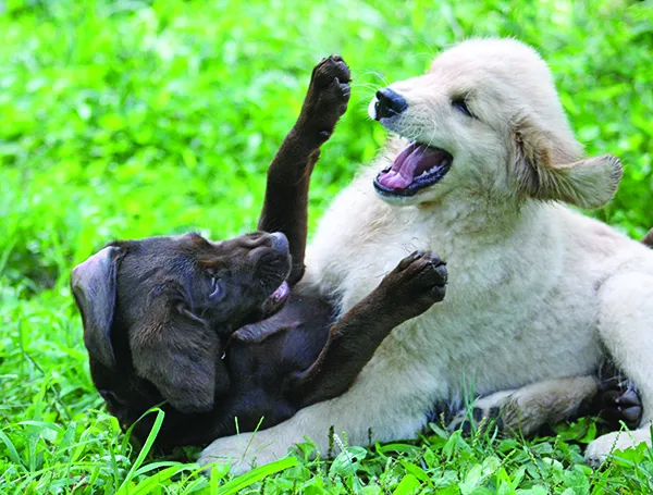 Canine Aggression