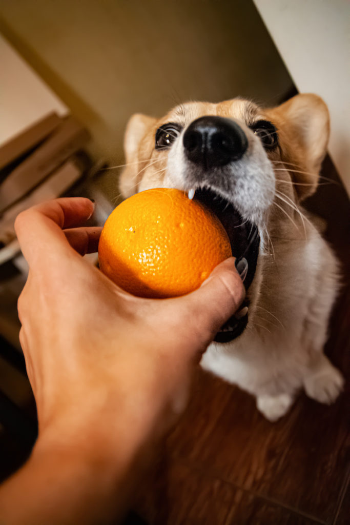 can dogs eat oranges.