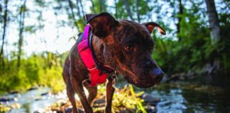 dog with heartworm