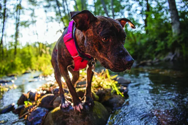 dog with heartworm