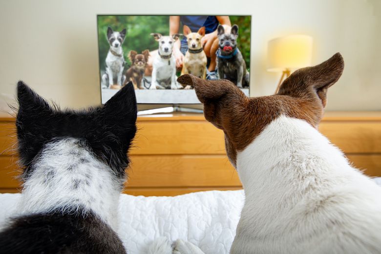 14 Simple DIY Dog Toys - DOGTV: Television for Dogs