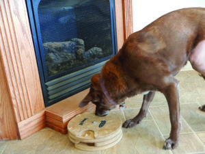 Nose Work is Great Exercise for Dogs! - Whole Dog Journal