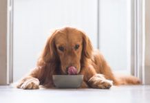 Can Dogs Eat Cinnamon?