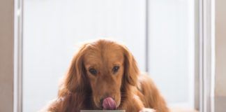 Can Dogs Eat Cinnamon?