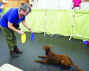  Brain Games for Dogs:Training, Tricks and Activities for Your  Dog's Physical and Mental Wellness. IMPROVED Edition (Puppy Training,Dog  health, Dog training,  games for dogs, How to train a dog Book