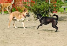 A three legged dog may be happier after surgery as the condition that necessitated amputation and the resulting pain is gone.