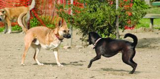 A three legged dog may be happier after surgery as the condition that necessitated amputation and the resulting pain is gone.