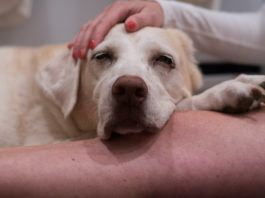 dogs with mast cell tumors