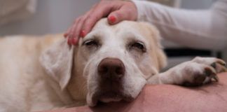 dogs with mast cell tumors