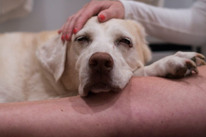 dogs with mast cell tumors