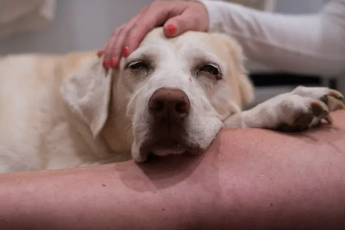 dogs with mast cell tumors