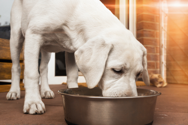 Can dogs eat pineapple?