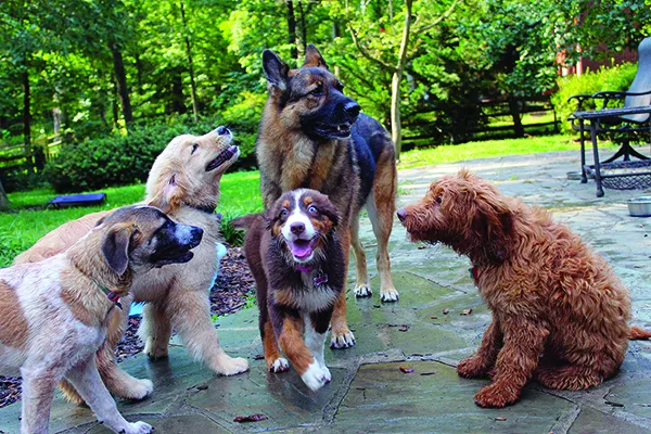 puppy play
