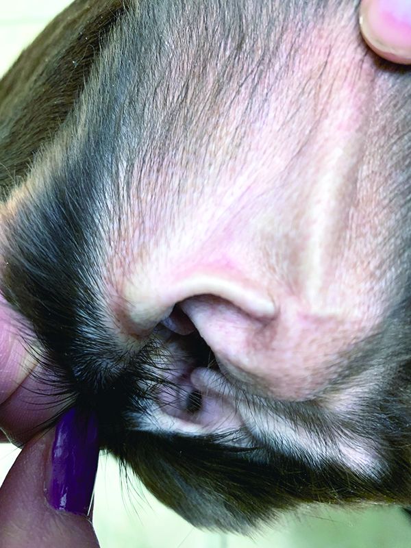 Cleaning dogs ears can help prevent ear infections later on down the line.