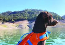 dog on paddle board