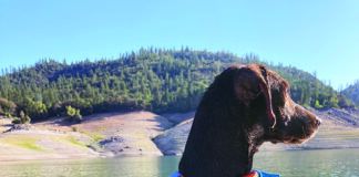 dog on paddle board