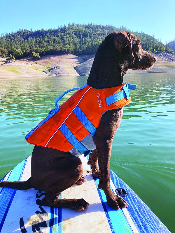 dog on paddle board