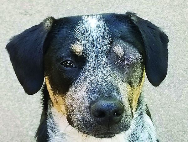 gabapentin after surgery for dogs