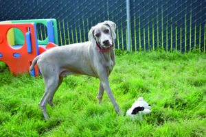 dog playing outside in yard