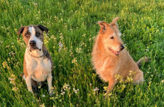 using flea and tick prevention collars