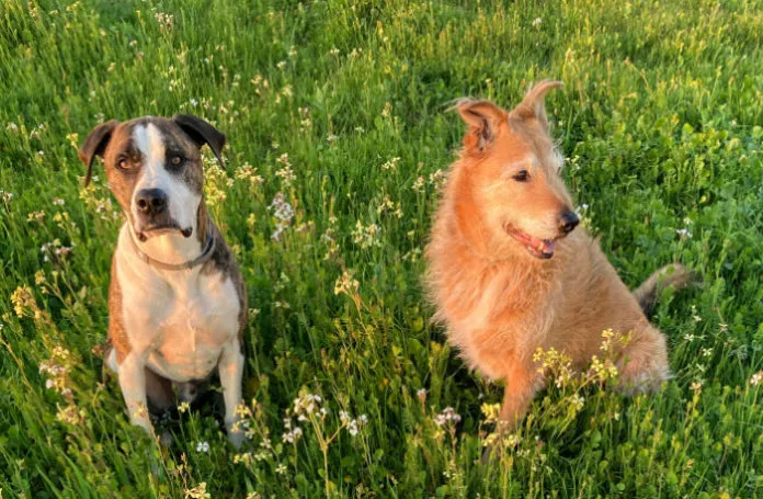 using flea and tick prevention collars