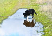 Leptospirosis in dogs