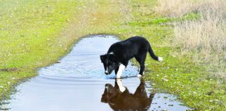 Leptospirosis in dogs