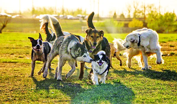 dog park