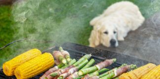 Can Dogs Eat Asparagus?